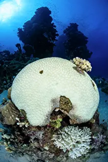 Environmental Issues Prints: RF - Large coral colony (Goniastrea sp)
