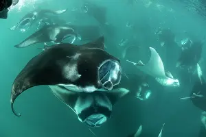 Maldive Islands Prints: RF - Large group of Reef manta rays (Manta alfredi) filter feeding on plankton