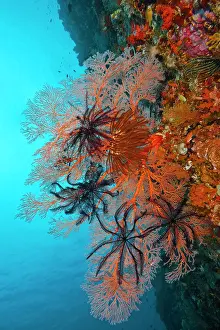 Echinoderm Prints: RF - Large orange Sea fan (Melithaea sp)