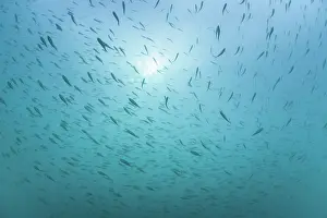 Natural Light Prints: RF - Large shoal of European perch (Perca fluviatilis) in Lake Annecy