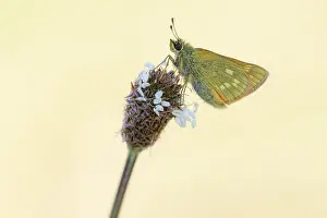 Lepidoptera Prints: RF - Large skipper butterfly (Ochlodes sylvanus) resting on Ribwort plantain (Plantago lanceolata)