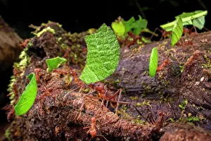 Busy Prints: RF - Leaf-cutter ants (Atta sp)