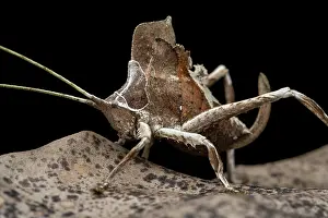 RF - Leaf-mimicking katydid (Mimetica sp.) resting on dried leaf, Tinamaste, Costa Rica. (This image may be licensed either as rights managed or royalty free.)