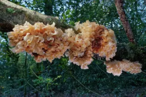Fagales Prints: RF - Leafy brain jelly / Brown witch's butter (Tremella frondosa)