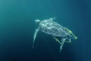 Leathery Turtle Prints: RF - Leatherback sea turtle (Dermochelys coriacea) swimming underwater accompanied by three Remoras (Remora sp)