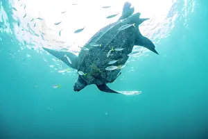 Leathery Turtle Prints: RF - Leatherback sea turtle (Dermochelys coriacea) swimming close to surface accompanied by Remoras (Remora sp)