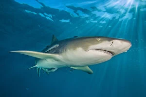 Alex Mustard Gallery: RF - Lemon shark (Negaprion brevirostris) swimming through sun rays in the late afternoon