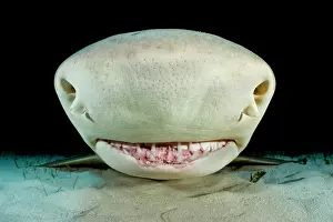 Shark Prints: RF - Lemon shark (Negaprion brevirostris) resting on seabed