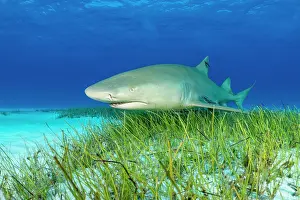 Lilianae Prints: RF - Lemon shark (Negaprion brevirostris) swimming over Manatee grass (Syringodium filiforme) in shallow water