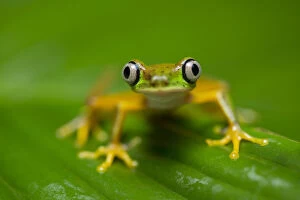 RF - Lemur Leaf Frog (Agalychnis lemur) in rainforest. Central Caribbean foothills, Costa Rica