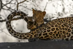 Part Of Prints: RF - Leopard (Panthera pardus) cub playing with mothers tail