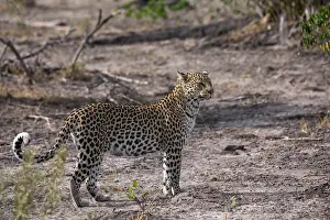 RF - Leopard (Panthera pardus) female, portrait, Okavango Delta, Botswana. (This image may be licensed either as rights managed or royalty free.)