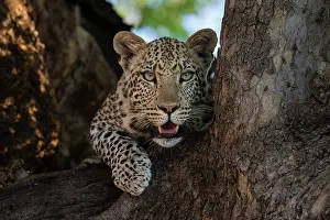 Animal Markings Prints: RF - Leopard (Panthera pardus) resting in tree