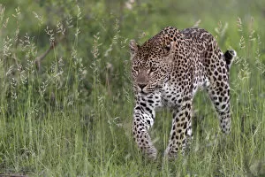 Animal In The Wild Gallery: RF - Leopard (Panthera pardus) stalking prey, Londolozi Private Game Reserve, Sabi