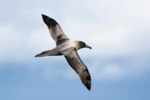 Tubinare Prints: RF - Light-mantled sooty albatross (Phoebetria palpebrata) gliding over the Southern Ocean