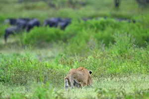Tanzania Prints: RF - Lion (Panthera leo) female