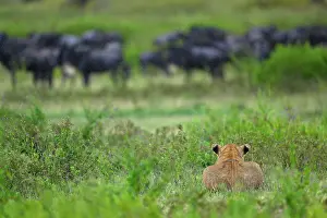Tanzania Prints: RF - Lion (Panthera leo) female