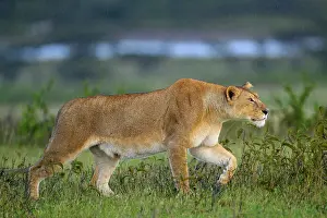 Tanzania Prints: RF - Lion (Panthera leo) female