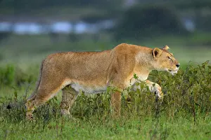 Tanzania Prints: RF - Lion (Panthera leo) female