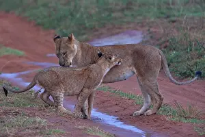 Lionesses Prints: RF - Lion (Panthera leo) female with cub