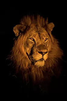 Carnivora Gallery: RF - Lion (Panthera leo) head portrait at night, Zimanga private game reserve, KwaZulu-Natal