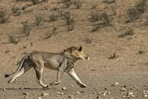Images Dated 9th February 2018: RF - Lion (Panthera leo) male running in desert, Kgalagadi Transfrontier Park, South Africa