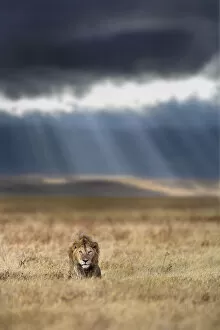 Bad Weather Gallery: RF - Lion (Panthera leo) male on savanna with dramatic storm clouds