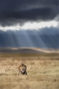 Tanzania Prints: RF - Lion (Panthera leo) male on savanna with dramatic storm clouds
