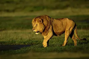 Tanzania Prints: RF - Lion (Panthera leo) male, stalking towards female lion in early morning light