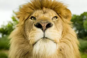 RF - Lion (Panthera leo) portrait, looking proud, Captive