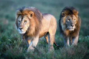 Tanzania Prints: RF - Lions (Panthera leo) - two brothers patrolling territorial boundary