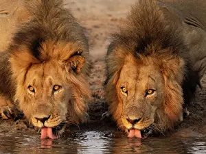 Panthera Prints: RF - Two Lions (Panthera leo) male brothers