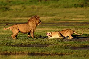 Tanzania Prints: RF - Lions (Panthera leo) pair