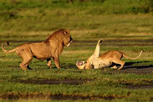 Tanzania Prints: RF - Lions (Panthera leo) pair