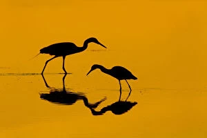 Orange Collection: RF- Little blue heron (Egretta caerulea) and Great egret (Ardea alba) in lagoon at sunrise