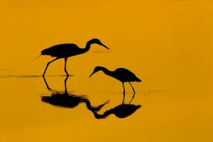 Orange Prints: RF- Little blue heron (Egretta caerulea) and Great egret (Ardea alba) in lagoon at sunrise