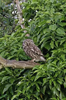 Athene Prints: RF - Little owl (Athene noctua) perched on branch