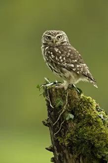 RF- Little Owl (Athene noctua) perched on tree stump covered in moss. Worcestershire, England, UK