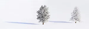 Pine Prints: RF - Lodgepole pines (Pinus contorta) covered in heavy early morning hoar frost
