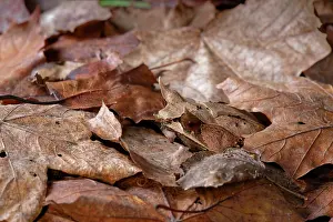 Anura Prints: RF - Long-nosed horned frog (Pelobatrachus nasutus) resting among leaf litter