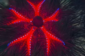 Red Gallery: RF - Long-spined sea urchin (Astropyga radiata)