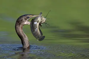 West Africa Prints: RF - Long-tailed cormorant (Phalacrocorax africanus) in water with catfish prey in beak