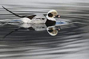 Ripple Prints: RF - Long-tailed duck or Old-squaw (Clangula hyemalis) male, Varanger Peninsula, Norway