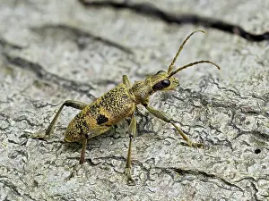 Buckinghamshire Prints: RF - Longhorn beetle (Rhagium mordax) recently emerged adult resting on dead wood