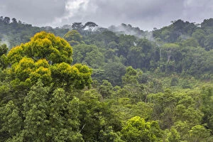 Rainforest Gallery: RF - Lowland rainforest, Osa Peninsula, Costa Rica