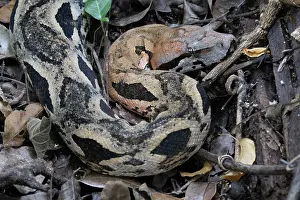 Animal Markings Prints: RF - Madagascar ground boa (Acrantophis madagascariensis) camouflaged in leaf litter