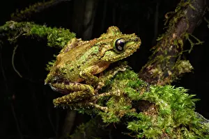 Mosses Prints: RF - Madagascar mossy frog (Spinomantis aglavei) resting on moss-covered branch at night