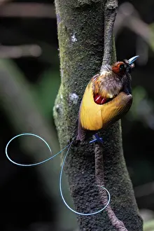 Cicinnurus Magnificus Prints: RF - Magnificent bird of paradise (Diphyllodes magnificus) male
