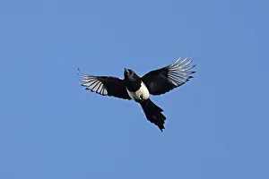 Pica Prints: RF - Magpie (Pica pica) in flight against blue sky