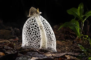 Agaricomycetes Gallery: RF - Maidens veil / Bridal veil fungus (Phallus indusiatus) with indusium fully formed